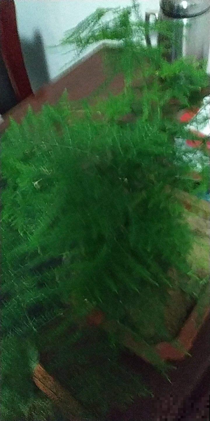 养文竹，注意2个小问题，叶子绿如云！