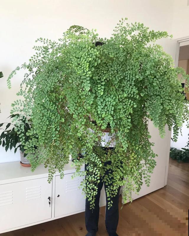 绿萝吊兰扔了,养这7种花,夏天最清凉! 绿萝吊兰扔了,养这7种花,夏天最清凉!