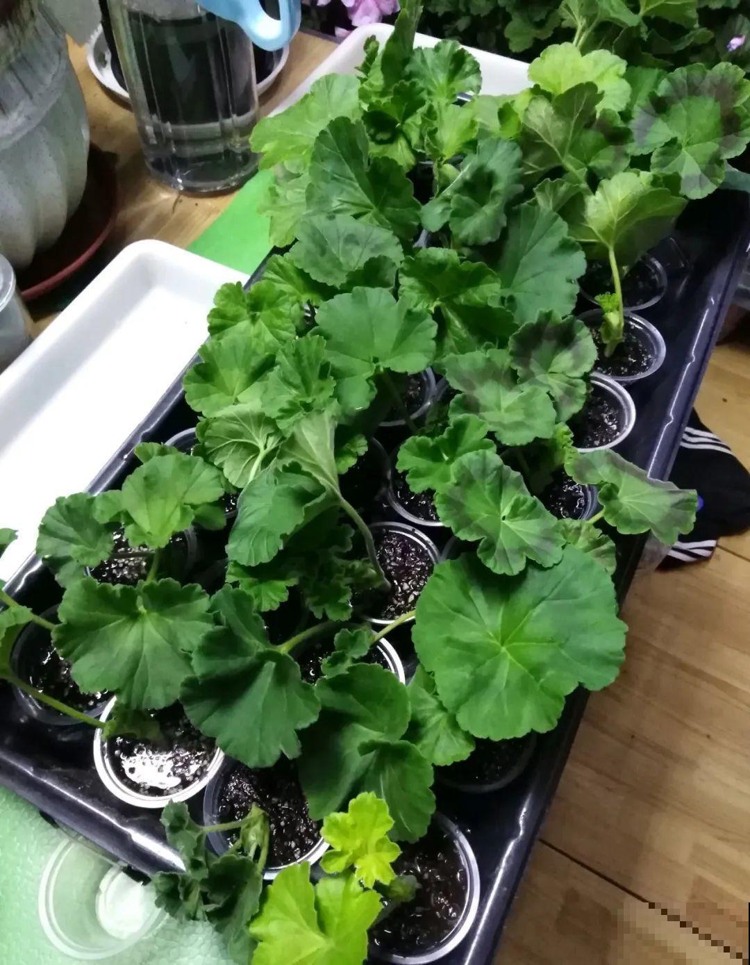 3种花掐个枝就能养，一周内就生根，省下一大笔买花钱