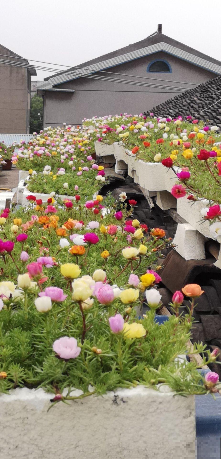 3种适合懒人养的花，好养开花快，不养太吃亏！