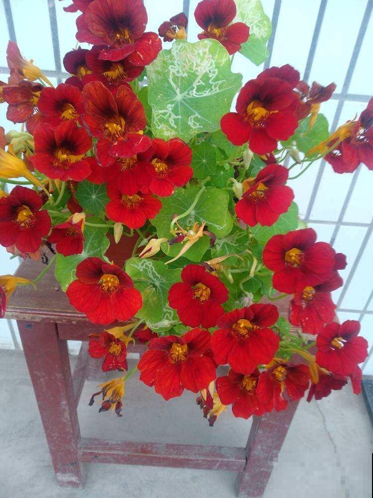 晾衣杆上养盆蓝雪花，花呼呼长，活像一片花窗帘