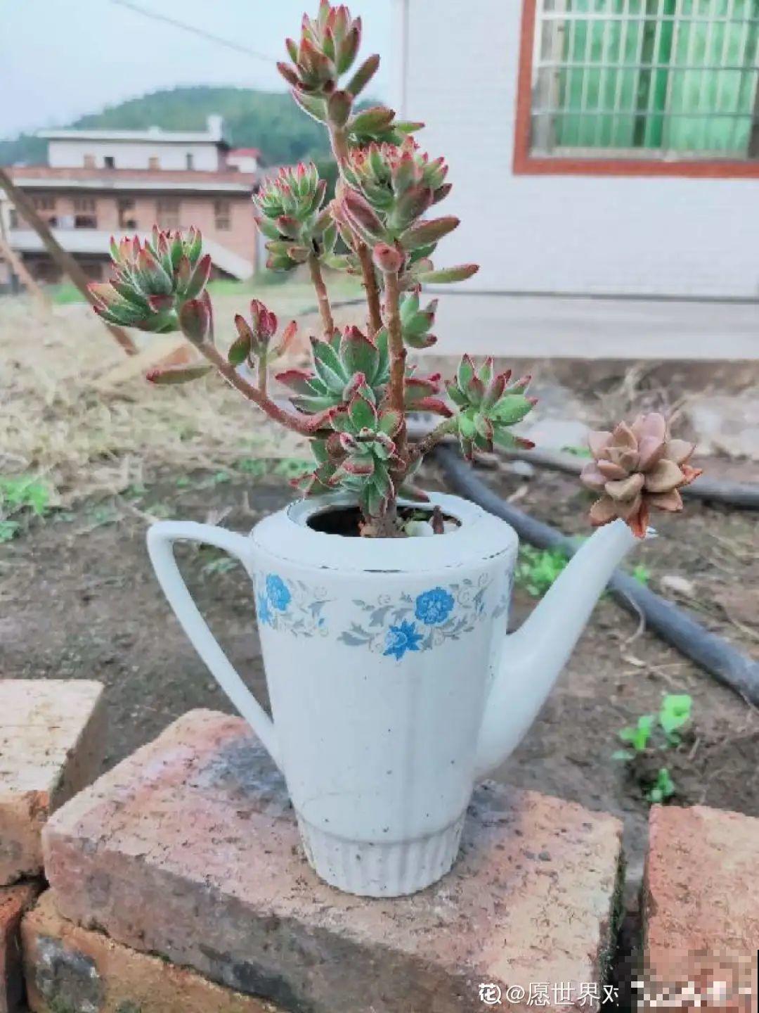 爷爷的破茶壶，全被我拿来养花，省下大笔花盆钱！