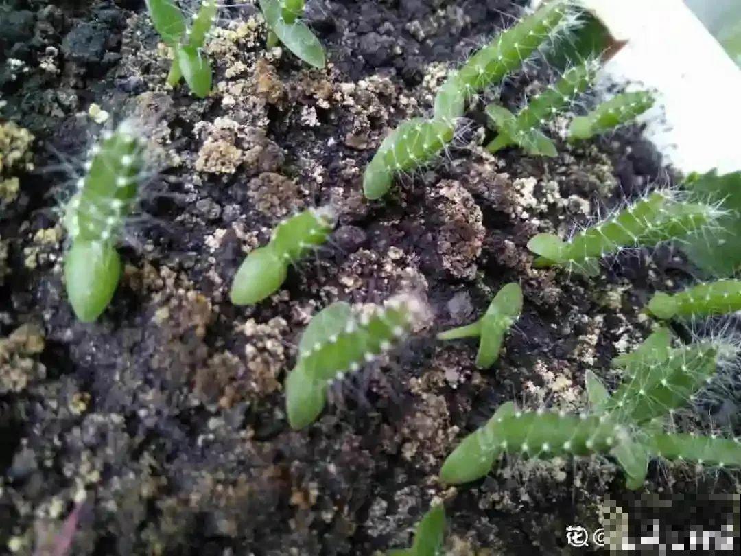 火龙果的叶子长得眼熟，仔细一看竟是蟹爪兰，还能接出甜果子！