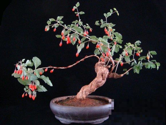 极品水果盆景,黄澄澄的果子挂满枝,太诱人了! 极品水果盆景,黄澄澄的果子挂满枝,太诱人了!