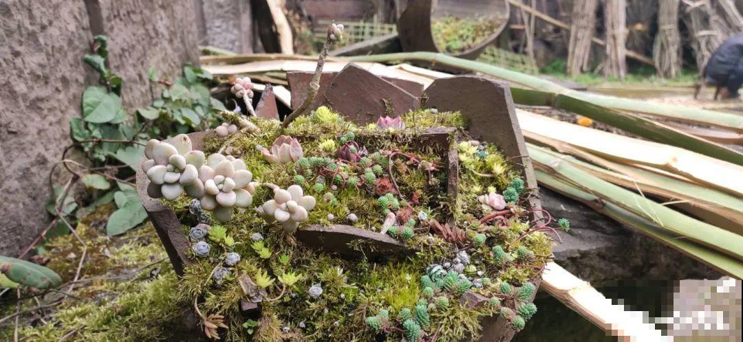 咸菜坛子先别丢,拿来养花,盆盆养成小树,太震撼 咸菜坛子先别丢,拿来养花,盆盆养成小树,太震撼