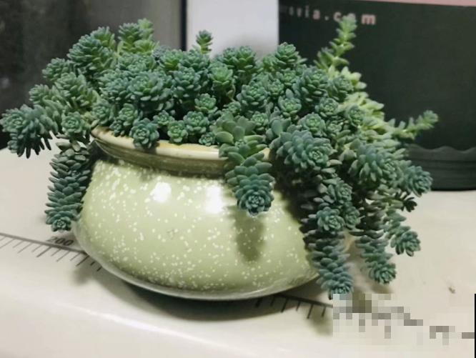 多肉坑深似海，越养越多，钱包都瘪了！
