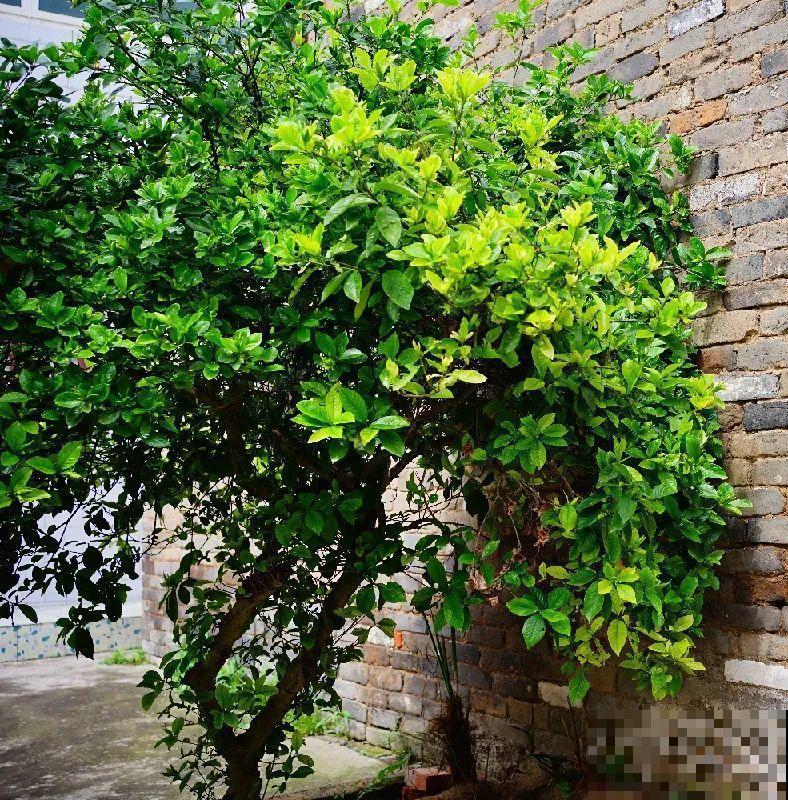 门口养棵大花树,风吹就开花,20年变成传家宝! 门口养棵大花树,风吹就开花,20年变成传家宝!