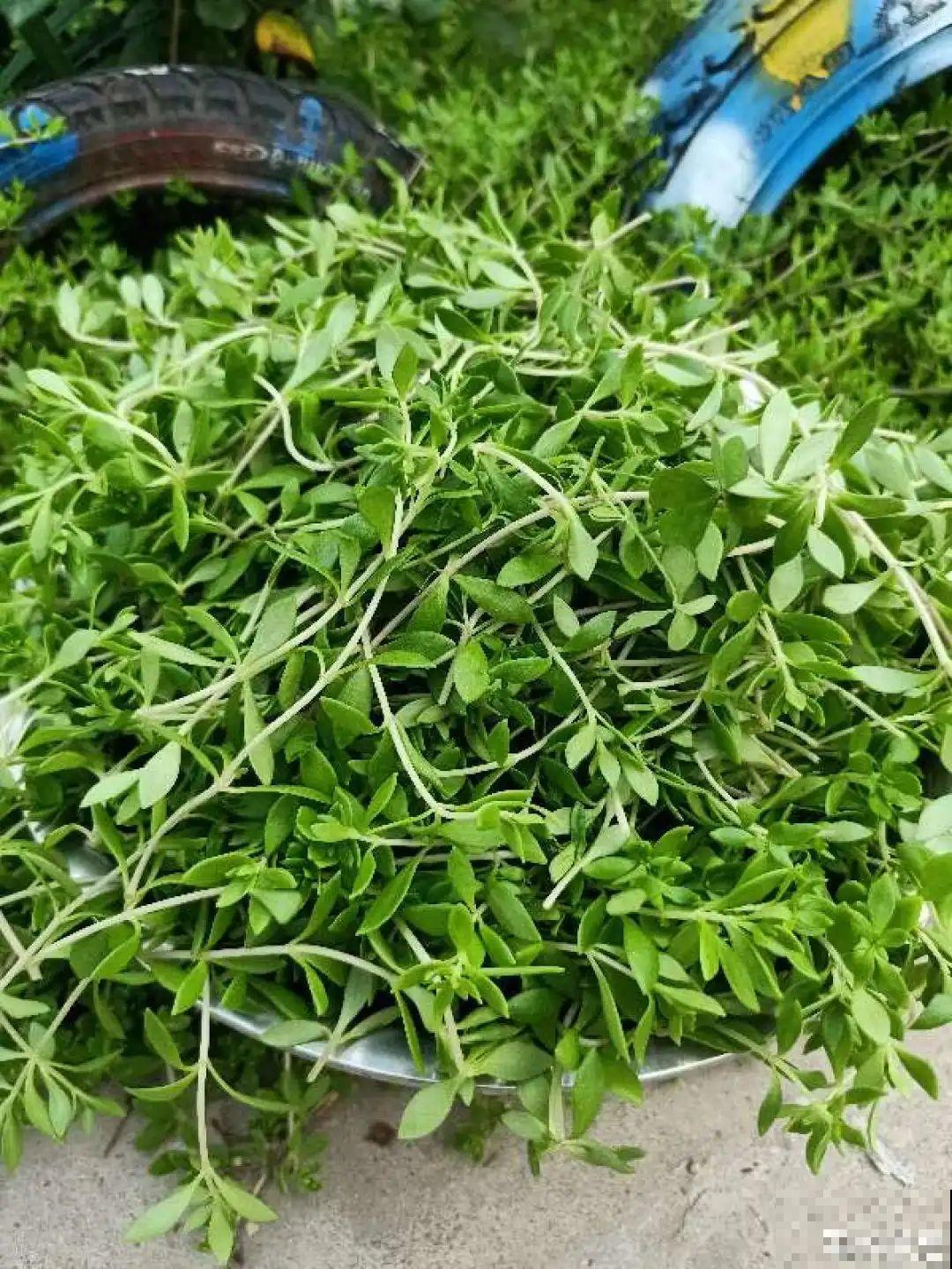 18种最好养的花大盘点，绿萝只能排倒第一！