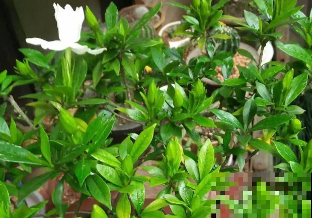 家里的花开一次,就再也不开了,赶紧施点“催花肥”! 家里的花开一次,就再也不开了,赶紧施点“催花肥”!