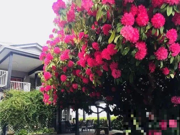 门口养棵大花树,风吹就开花,20年变成传家宝! 门口养棵大花树,风吹就开花,20年变成传家宝!