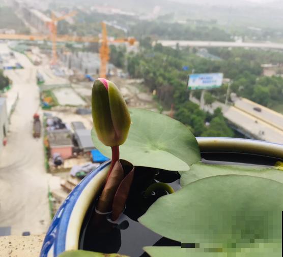 这几种花“爱睡觉”,一朵花只能开一天,早上开了晚上睡! 这几种花“爱睡觉”,一朵花只能开一天,早上开了晚上睡!