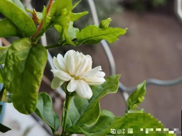 活的“香水花”，开一朵，家里香气飘飘！