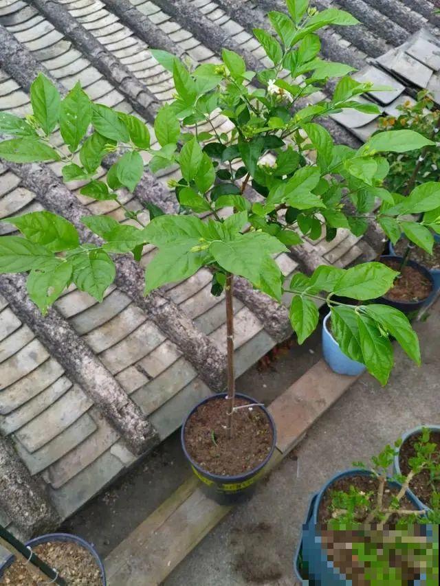 花也能成精，养成巨无霸，一次开花50朵，比小孩还高！