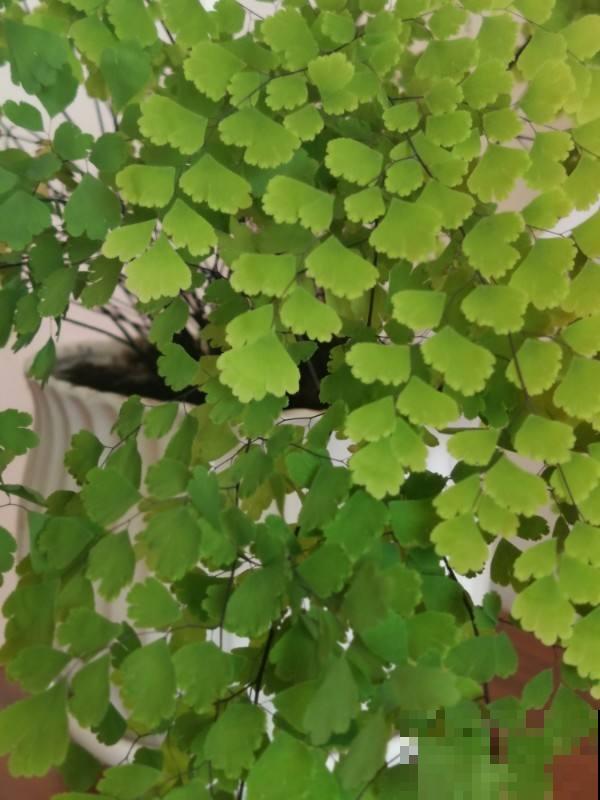 端午之后，君子兰要挪到阴凉地儿，不然叶子又黄又干枯