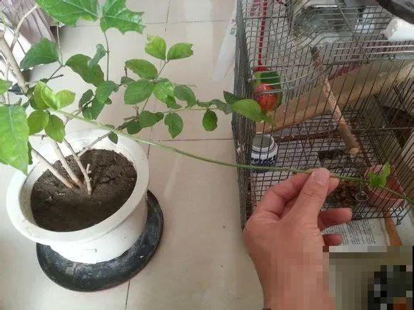 这花不用扦插，枝条往下一拉，1盆变20盆！