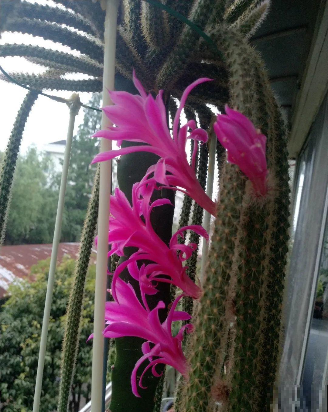 8种镇宅花,窗户边养一棵,霸气又镇宅 8种镇宅花,窗户边养一棵,霸气又镇宅