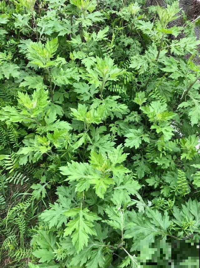 7种花插土里，立马长满院子，蚊虫不敢靠近！