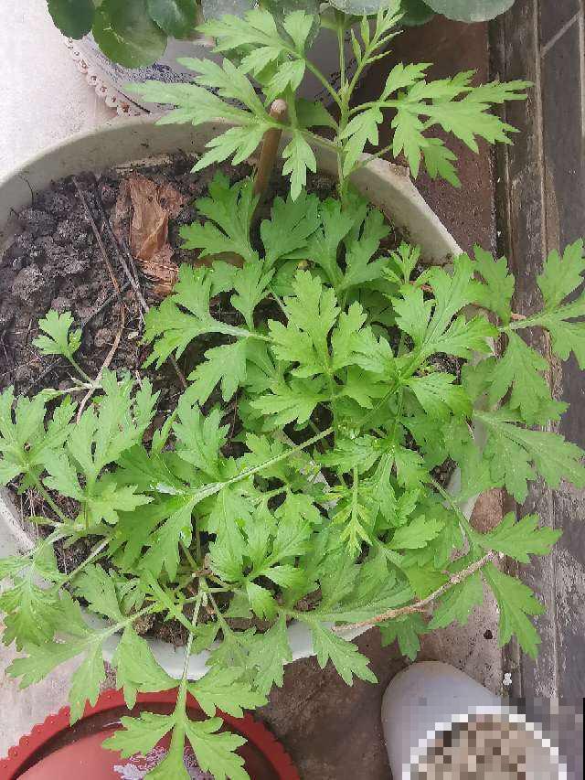 端午节的民俗,你知道哪些? 端午节的民俗,你知道哪些?