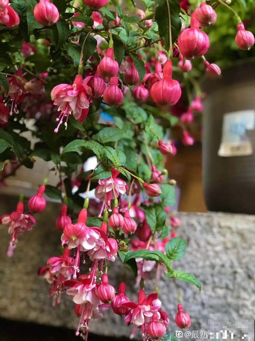 20种花,夏天这么浇水,长得快、开花多! 20种花,夏天这么浇水,长得快、开花多!