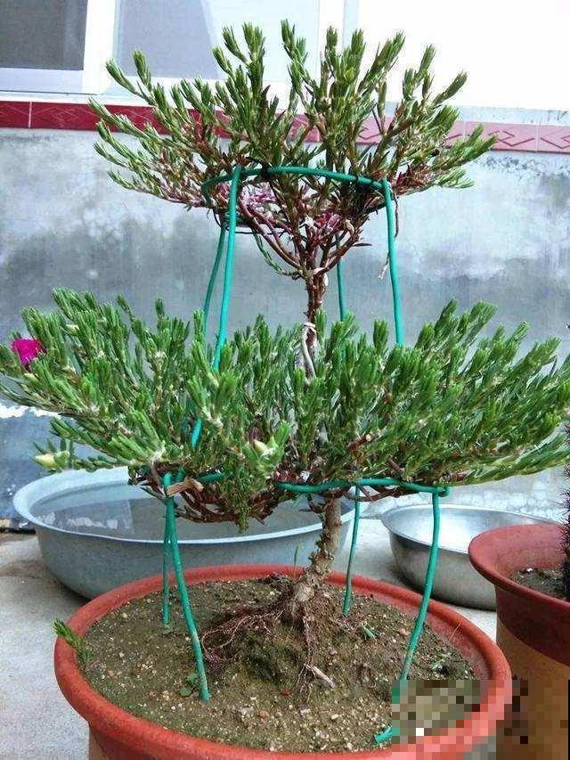 原来太阳花也能养成老桩，一棵就美上天，开花好几层！
