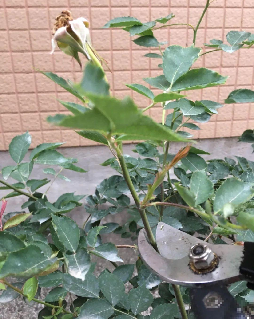 修剪时间到了，有这花赶紧剪，剪完很快又开花！