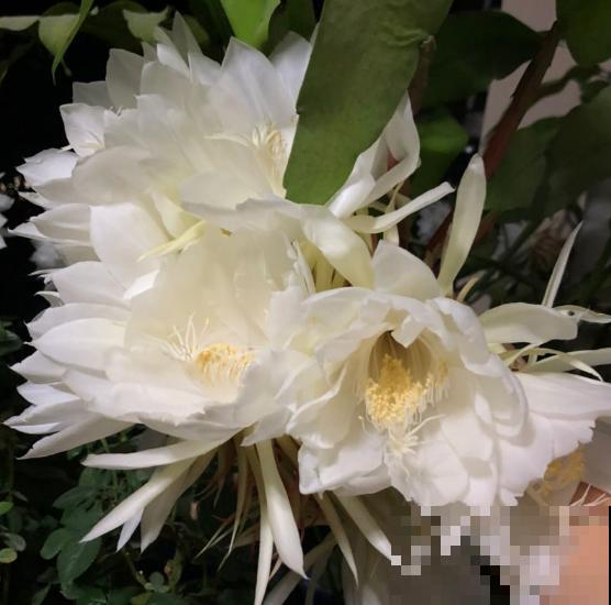 这几种花“爱睡觉”,一朵花只能开一天,早上开了晚上睡! 这几种花“爱睡觉”,一朵花只能开一天,早上开了晚上睡!