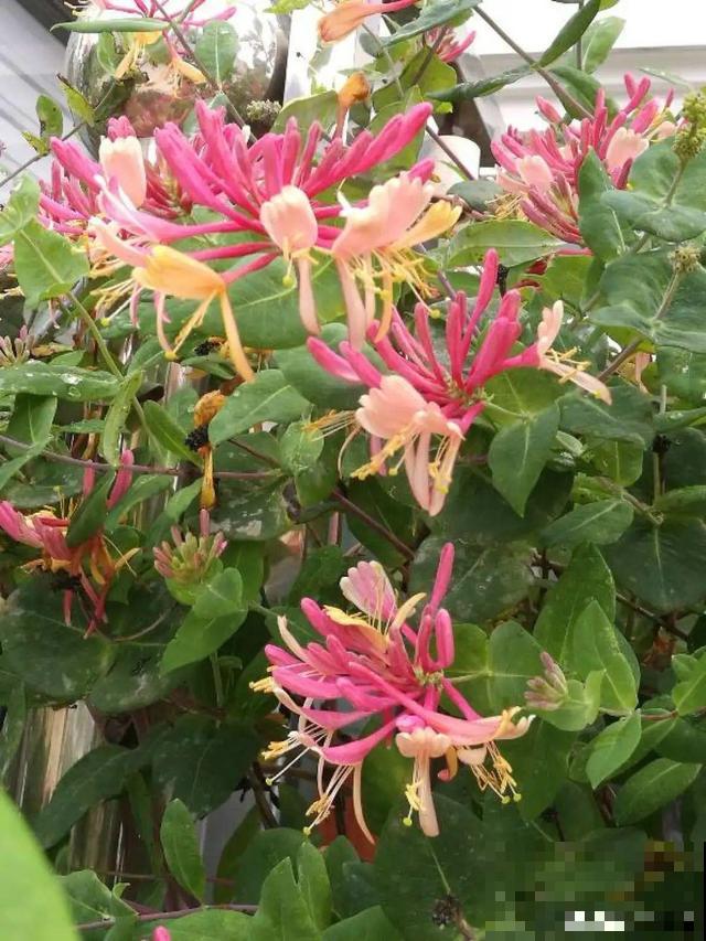 路边养6种花,香味能传3里地,香掉你的鼻子! 路边养6种花,香味能传3里地,香掉你的鼻子!