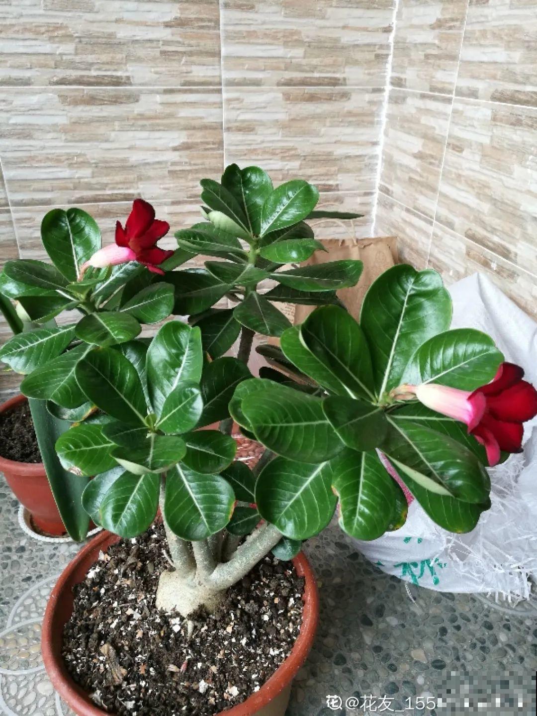 11种花夏天少浇水，否则3天就死了！
