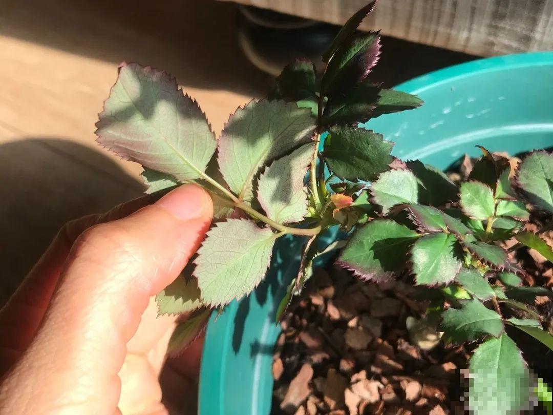 自制杀菌水、杀虫水，3天给花喷一次，虫病全扫光！