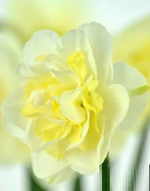 盆里种几个“蒜头”,冬天开出美艳花,花朵又大又饱满 盆里种几个“蒜头”,冬天开出美艳花,花朵又大又饱满