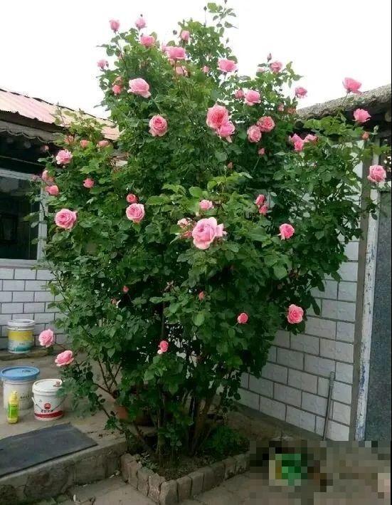 门口养棵大花树,风吹就开花,20年变成传家宝! 门口养棵大花树,风吹就开花,20年变成传家宝!