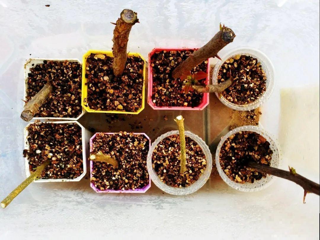 3种花，下雨天扦插，生根快、不黑杆！