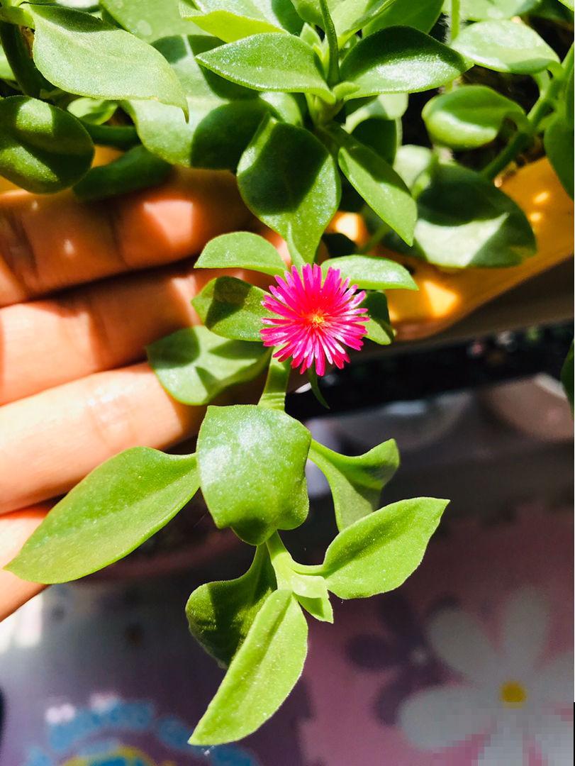 8种花，掐个叶子拌凉菜，越吃越养人