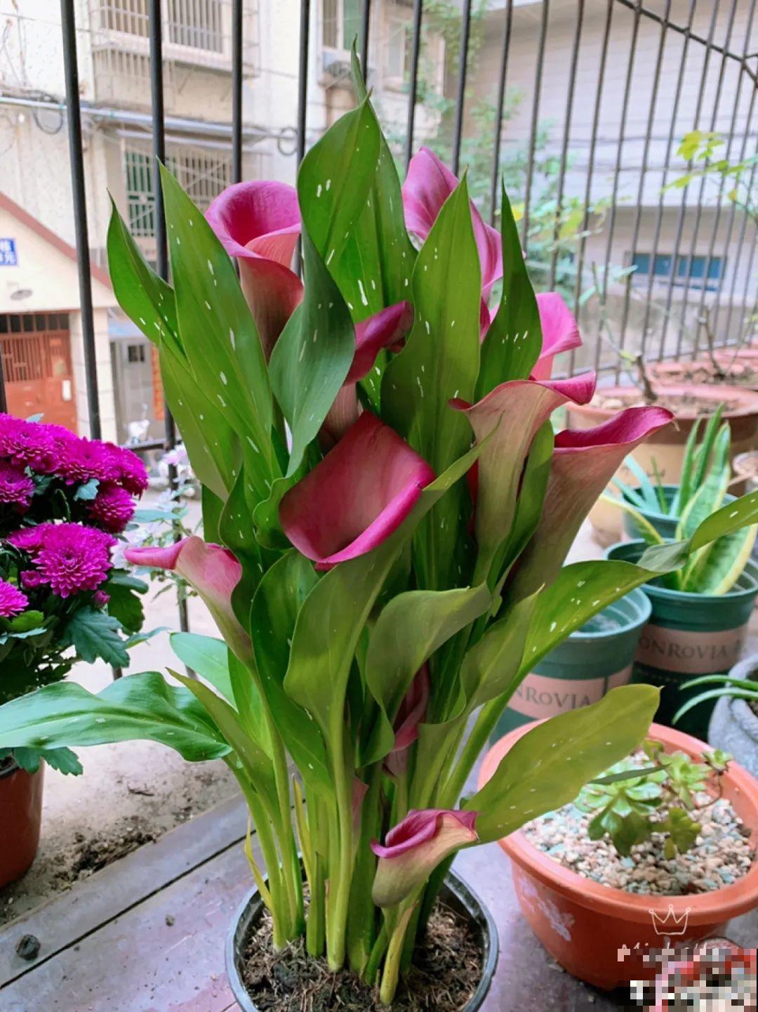 20种花,夏天要休眠,一浇水就死! 20种花,夏天要休眠,一浇水就死!