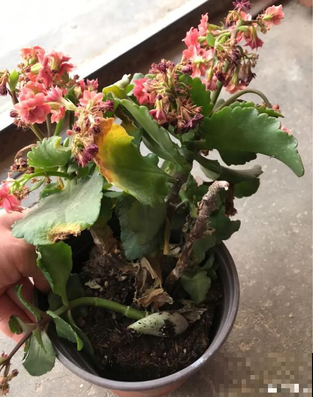 花出现黄叶打蔫，千万别扔，还能救回来！