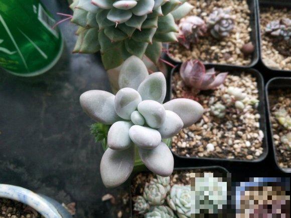 多肉度夏难,干脆扔水里,一棵都不死! 多肉度夏难,干脆扔水里,一棵都不死!