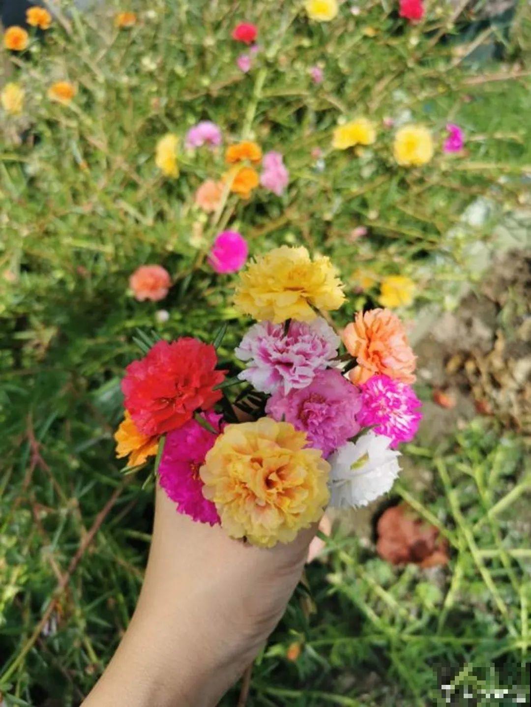 农村院子没人管的花，一长一大片，天热美翻了！