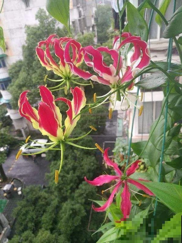 30种耐阴花，室内光照不佳，也能全年开花！