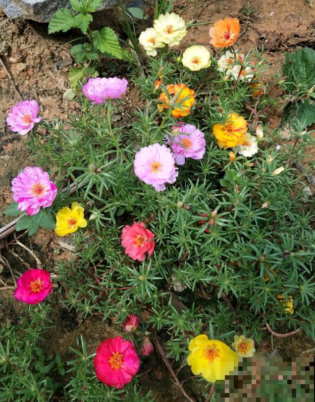 死不了的太阳花，夏天能把盆撑破，20多个品种你都没见过！