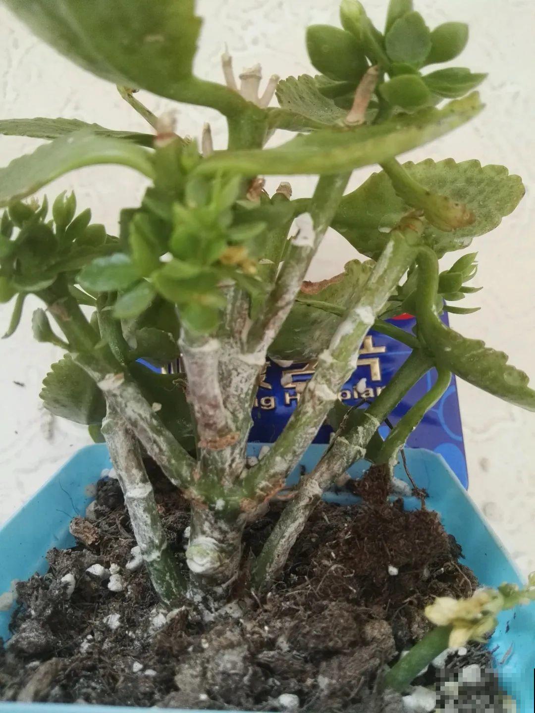 给花喷点杀菌水,叶子斑点全消灭,花越长越旺! 给花喷点杀菌水,叶子斑点全消灭,花越长越旺!