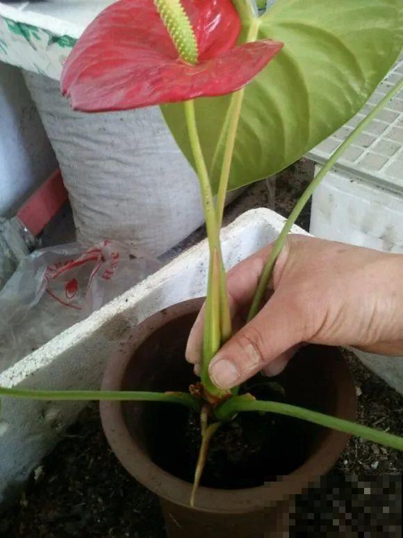 虎皮兰,红掌,吊兰养成老桩,变成大树,真壮观! 虎皮兰,红掌,吊兰养成老桩,变成大树,真壮观!