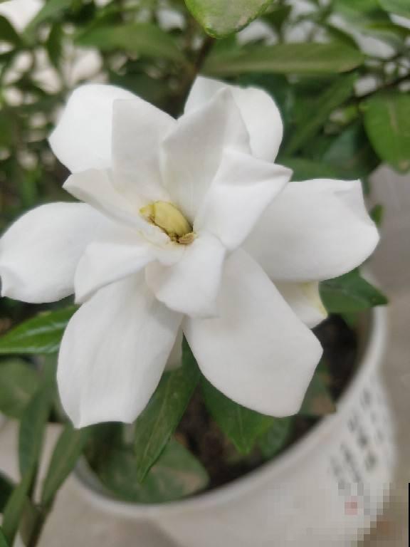 栀子花买回家就黄叶，原来是选苗出问题，4个方法选到壮花苗