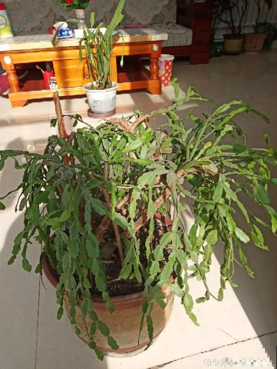 11种花夏天少浇水，否则3天就死了！