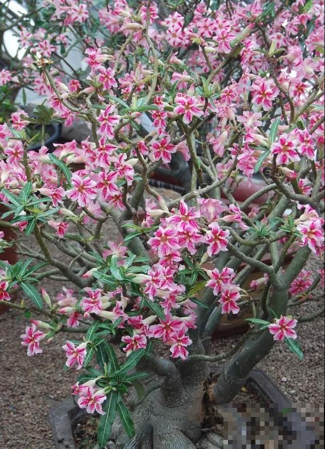 沙漠玫瑰特耐旱，大热天不浇水，也能呼呼开爆盆