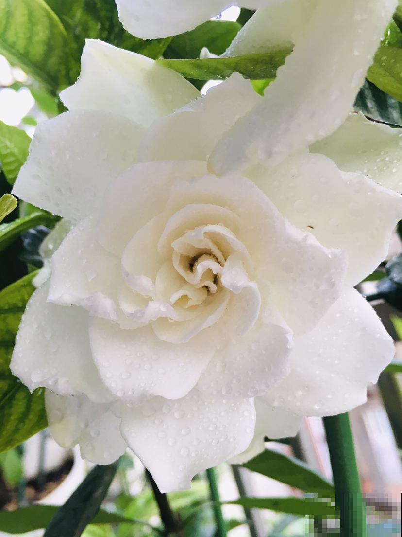刚买回家的花，掉花苞，黄叶子，修剪一下还能活