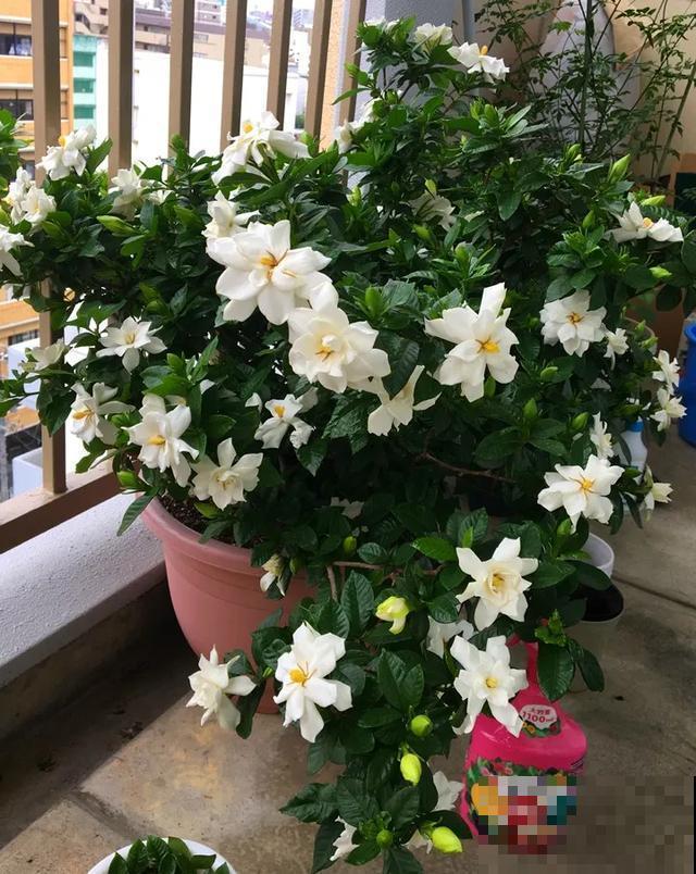 花出现黄叶打蔫，千万别扔，还能救回来！