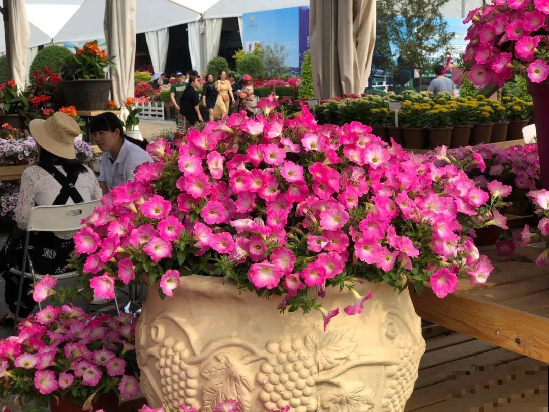 绣球马上剪，下个月就晚了，错过明年不开花