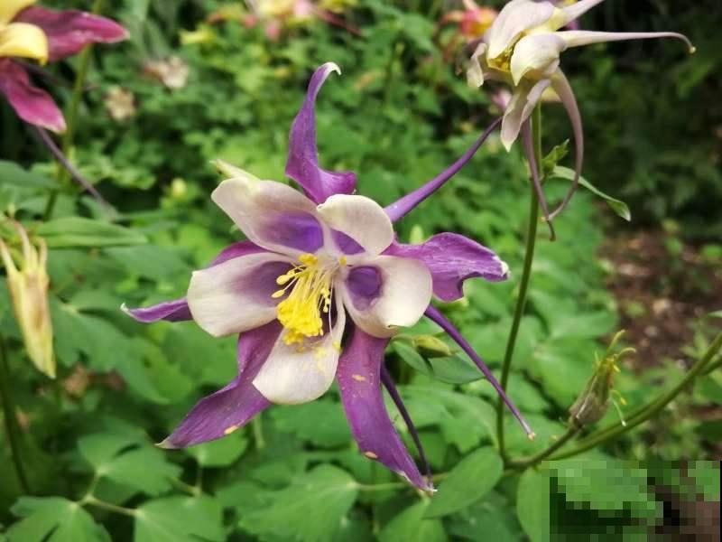 耧斗菜究竟是菜还是花?开花独特迷人眼,现在正是花期! 耧斗菜究竟是菜还是花?开花独特迷人眼,现在正是花期!