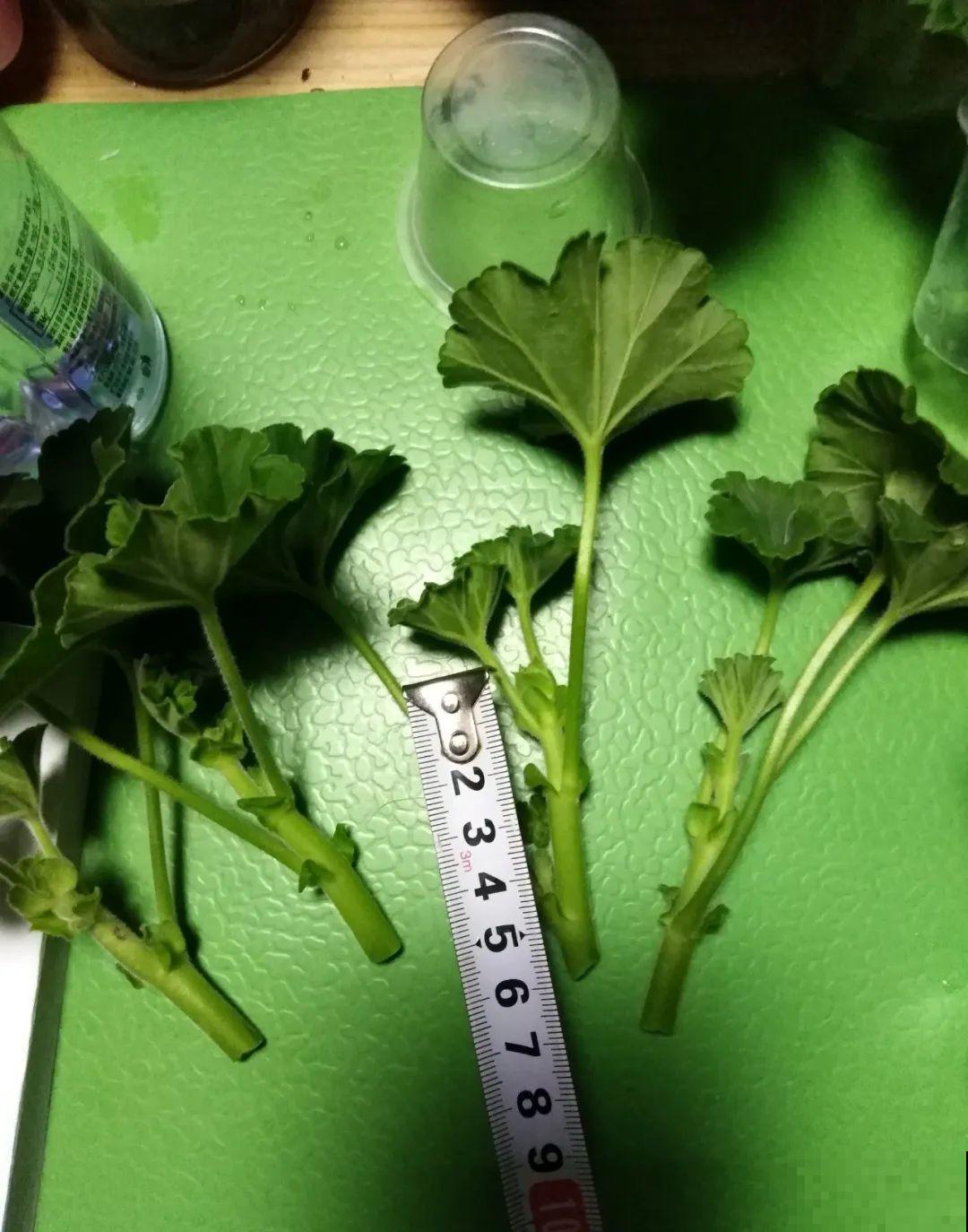 3种花掐个枝就能养，一周内就生根，省下一大笔买花钱