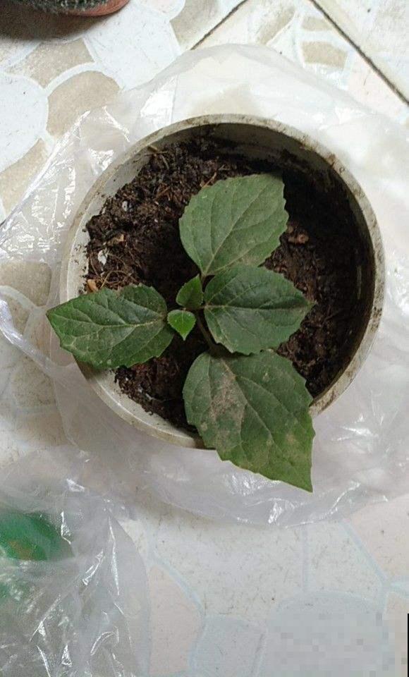 散发臭味的牡丹你养过吗?开花清新,而且还是一味药! 散发臭味的牡丹你养过吗?开花清新,而且还是一味药!
